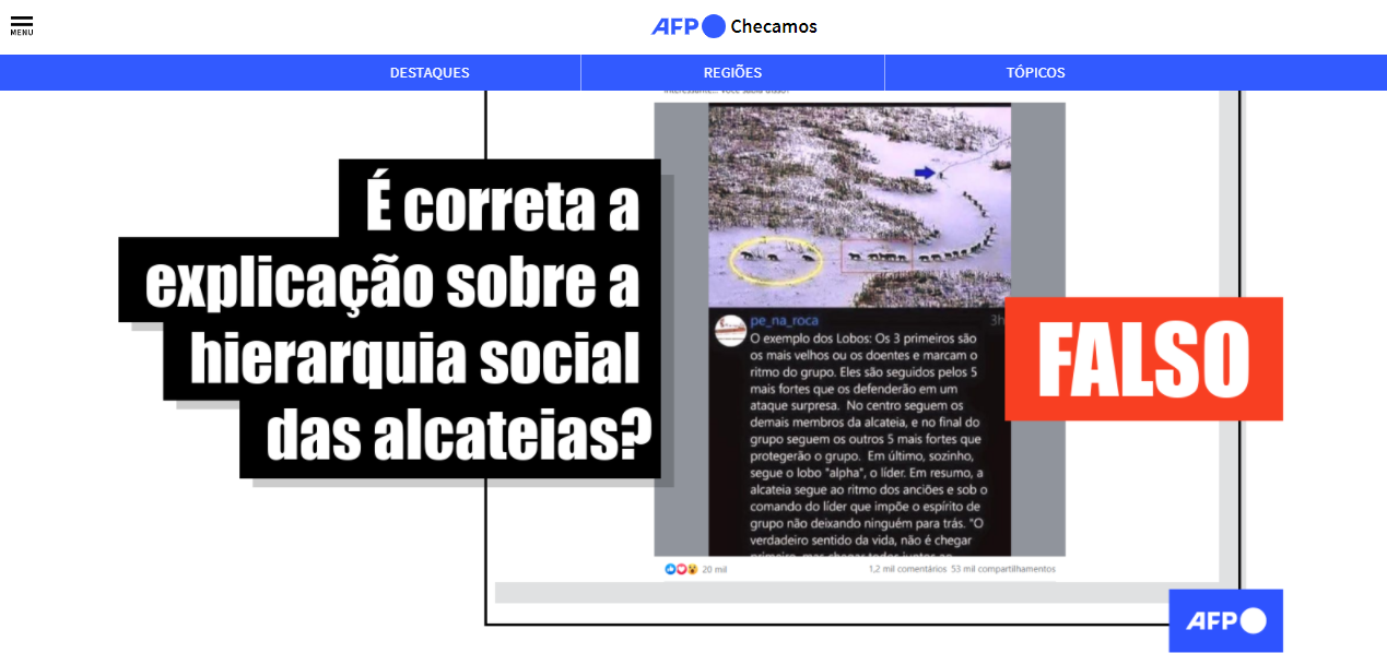 Nem os lobos doentes vão na frente nem o líder é o último do grupo: veja a  explicação - Portal Aberje